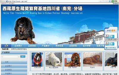 网站建设图片|网站建设样板图|网站建设-金泉网网络